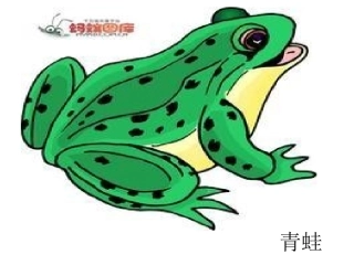 没有尾巴的动物