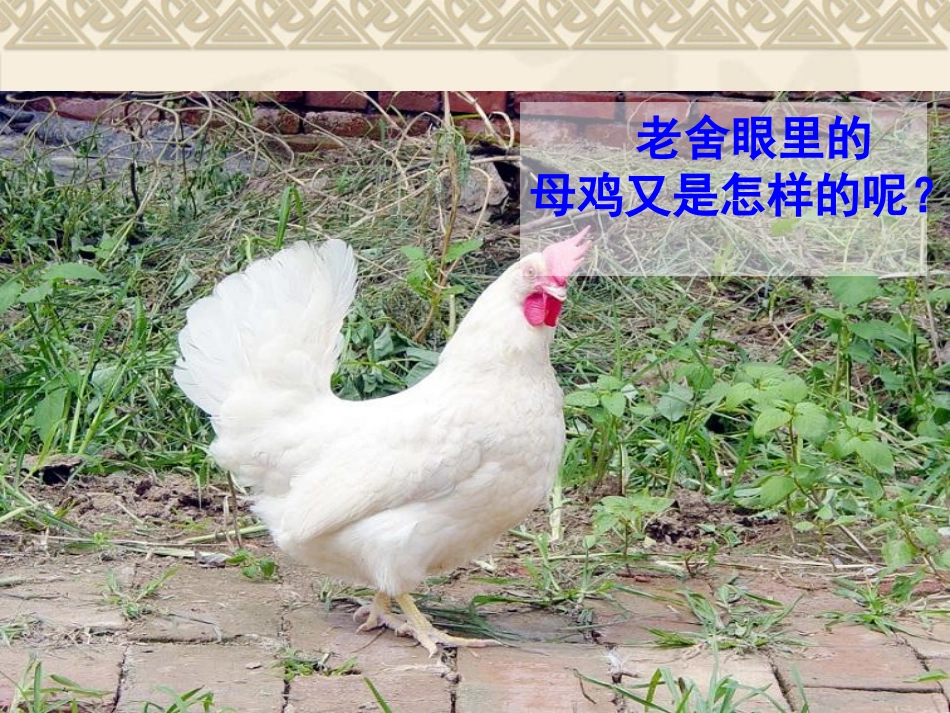 《母鸡》 (2)_第3页