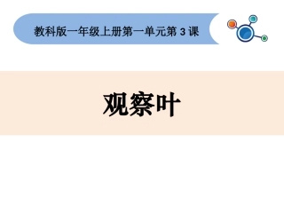 一上13观察叶