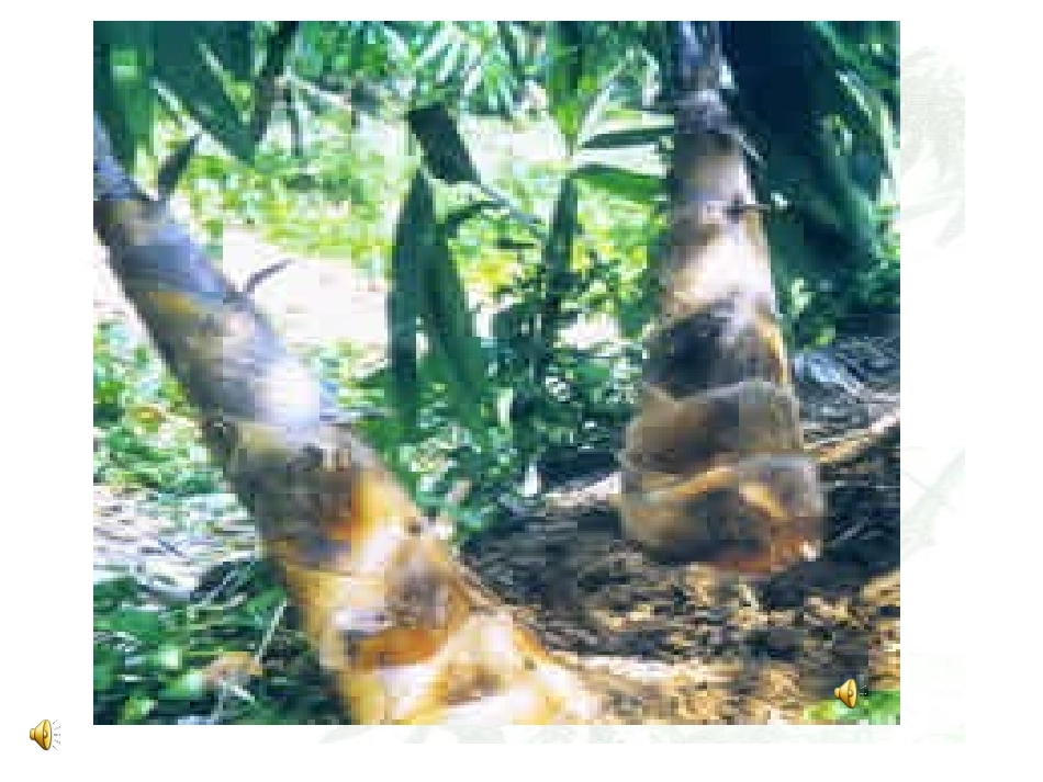 《春笋》课件_第2页