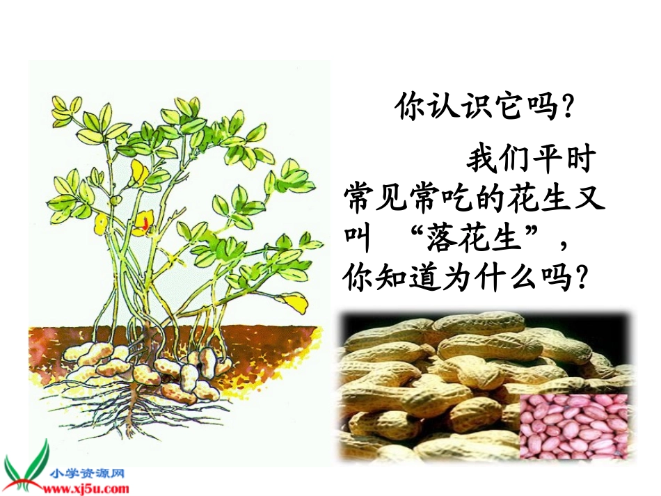 落花生 (7)_第2页