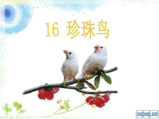 《珍珠鸟》课件