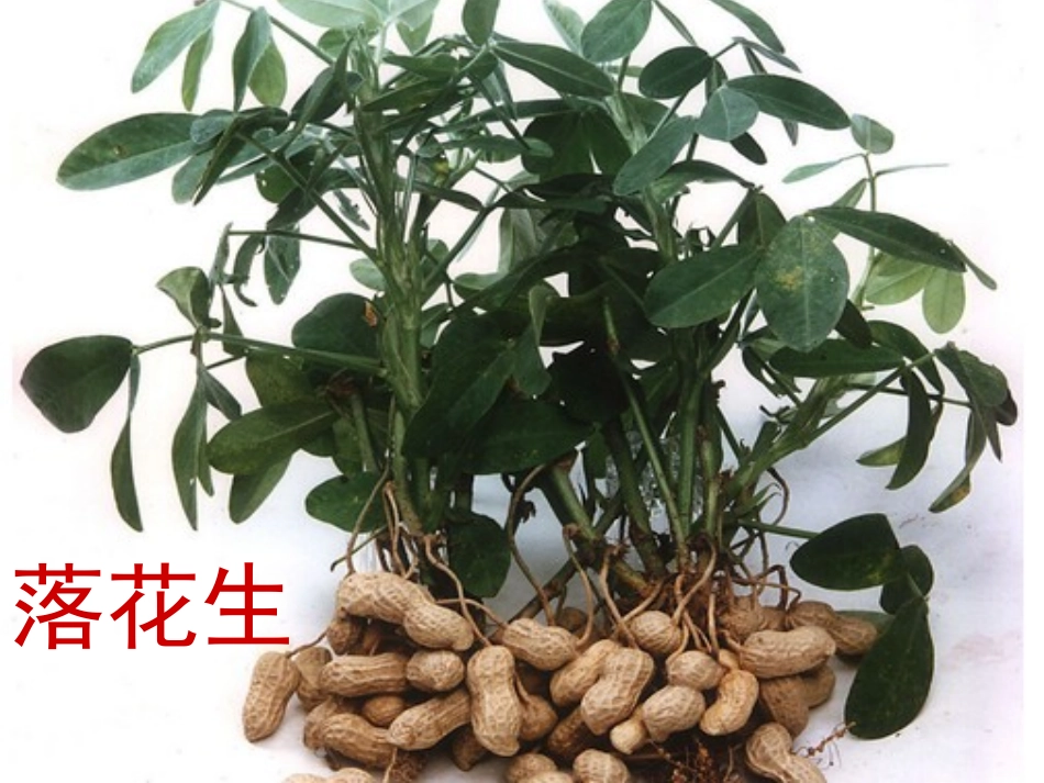 落花生 (2)_第2页