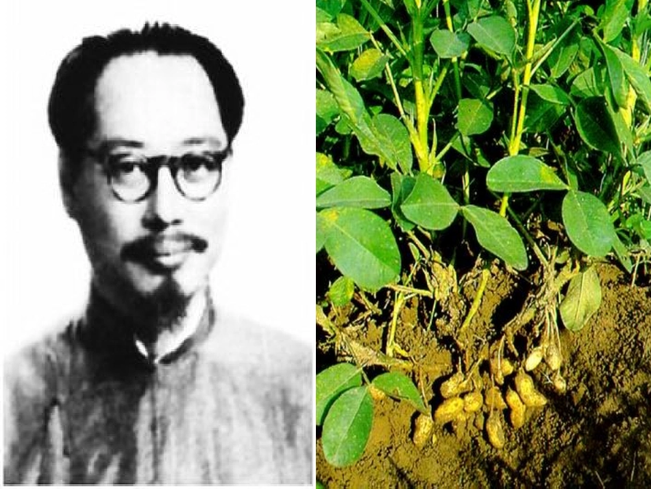 落花生 (2)_第3页