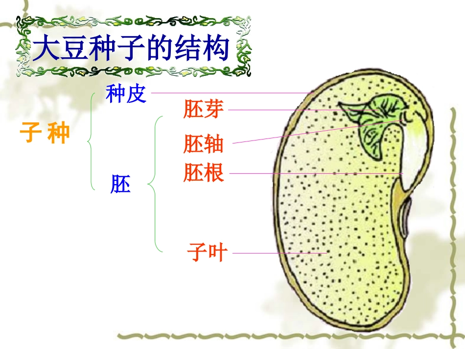 种子的萌发课件_第2页