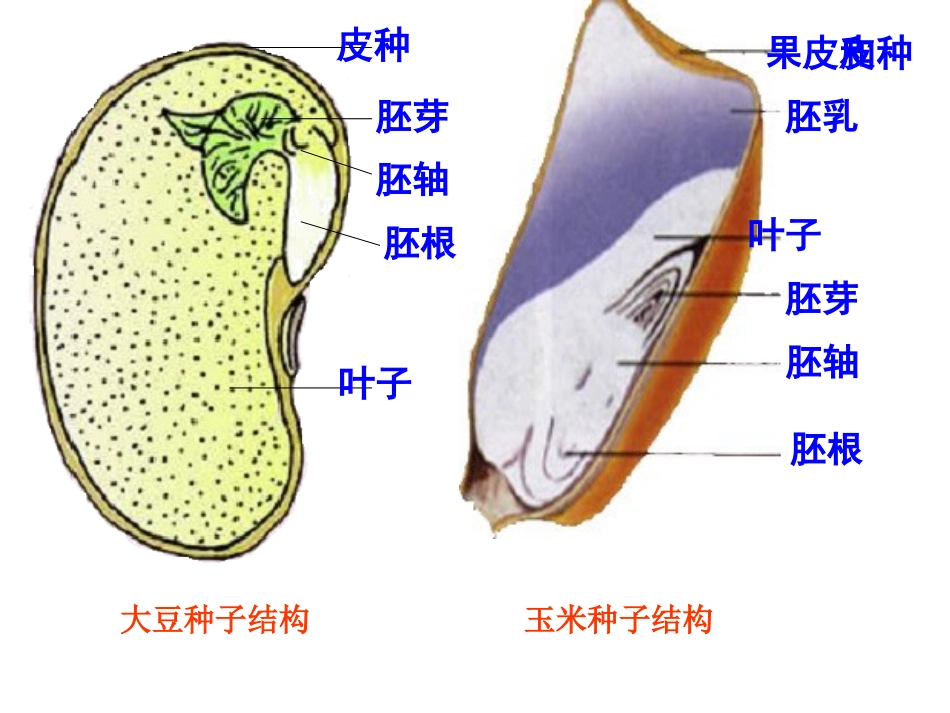 种子的萌发课件_第3页