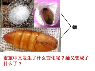蛹变成了什么