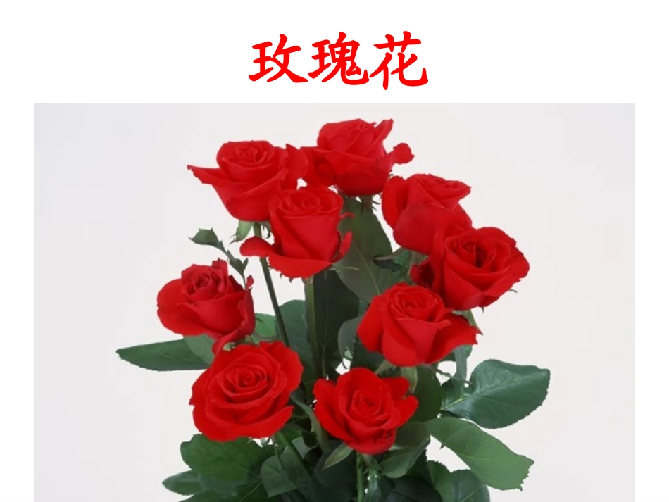 4小鹿的玫瑰花正式课件_第1页