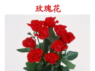 4小鹿的玫瑰花正式课件