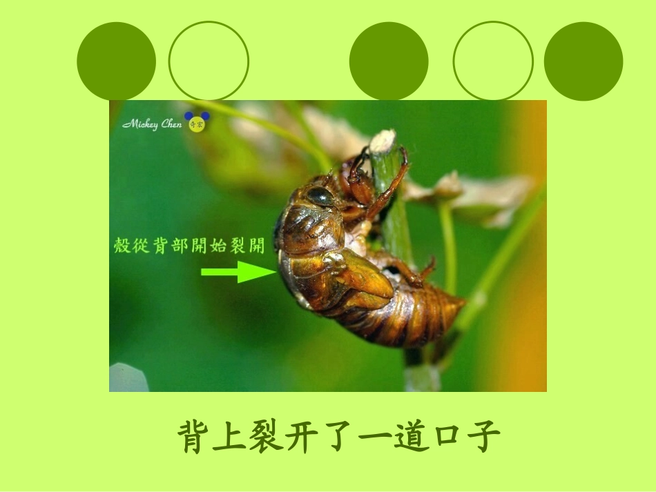 金蝉脱壳课件_第3页