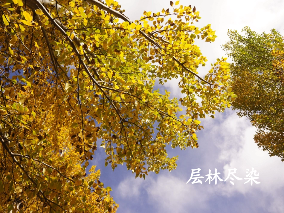 1秋天的图画_第2页