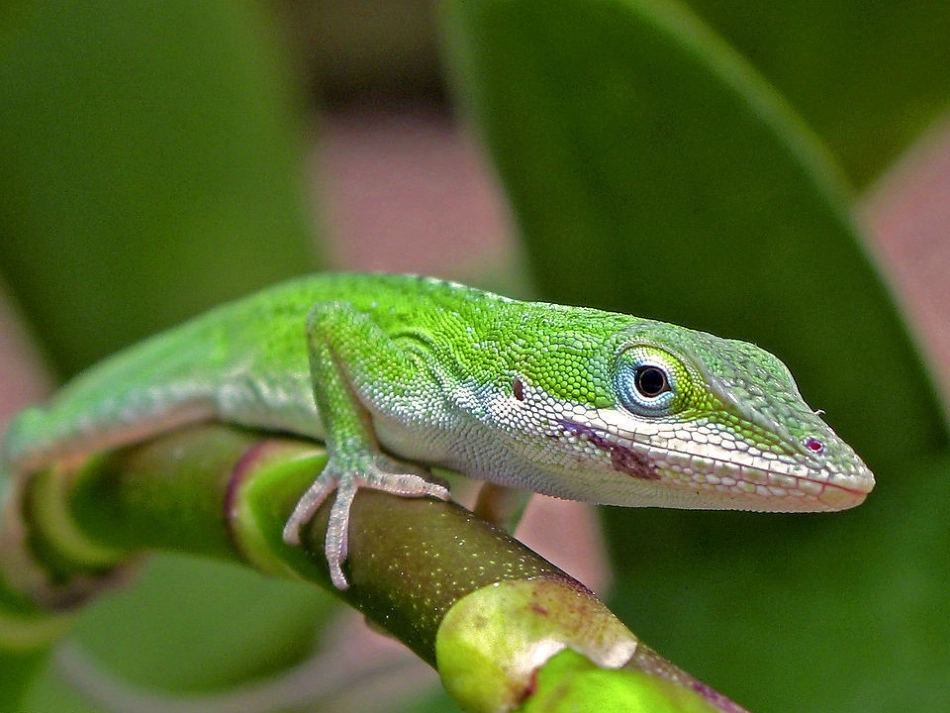 动物的保护色_第3页