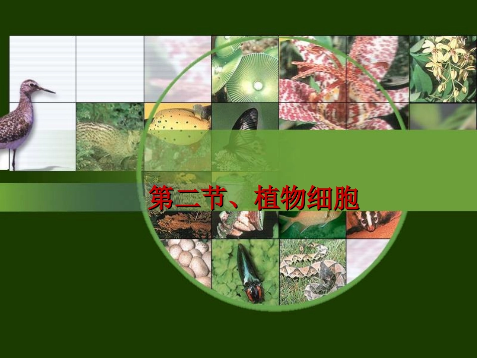 2、1、2植物细胞(人教版)_第1页