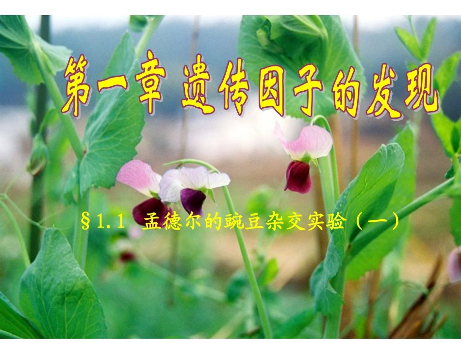 第一章_第1节_孟德尔的豌豆杂交实验(一)[1]_第3页