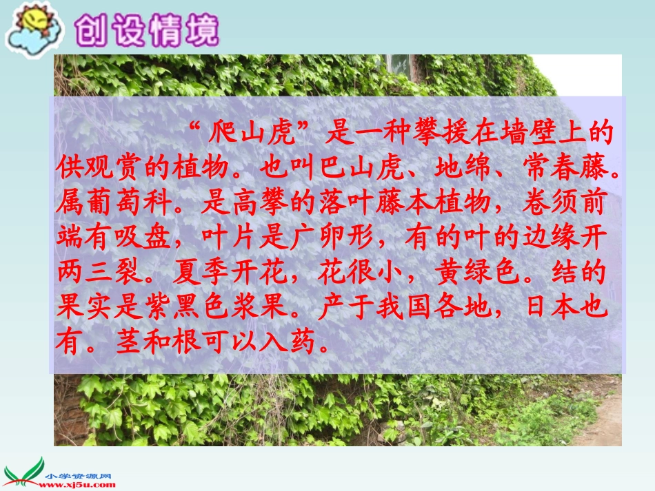 爬山虎的脚_2_第2页