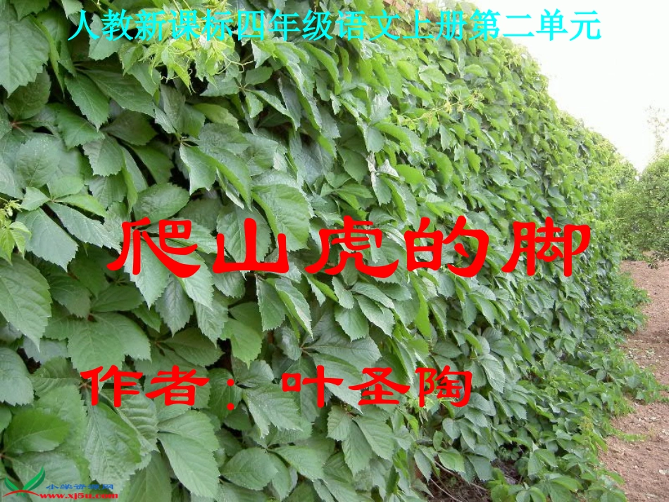 爬山虎的脚_2_第3页