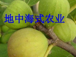 地中海式农业
