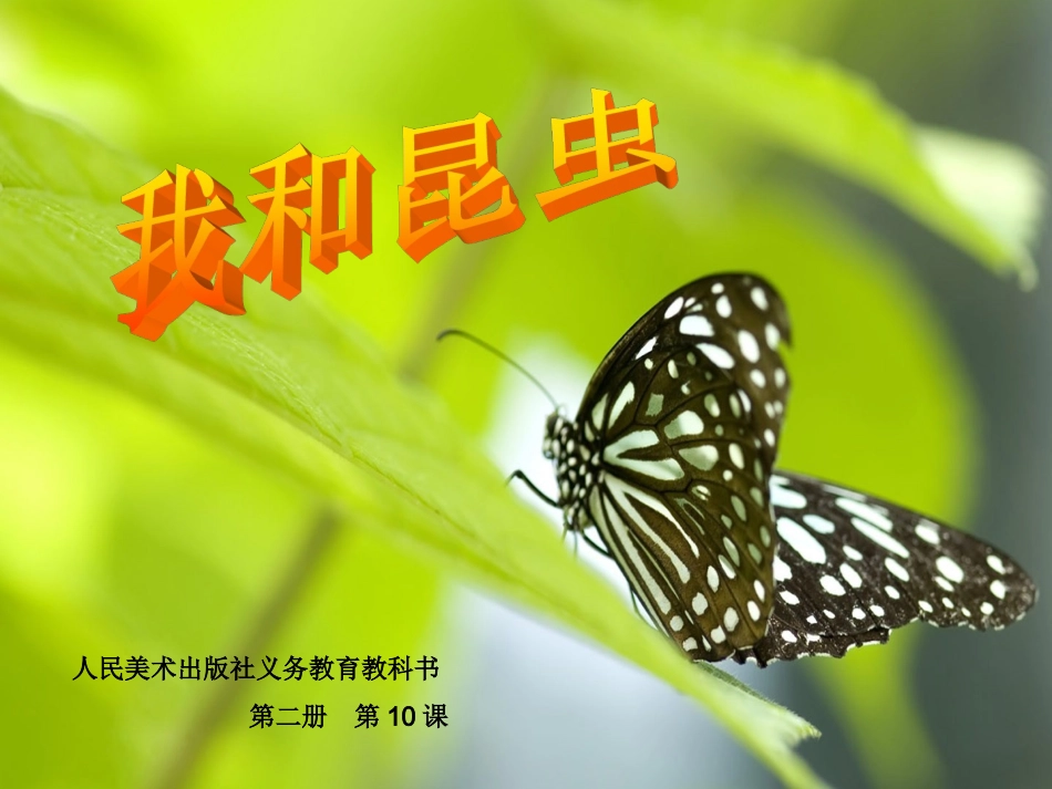 第一课我和昆虫_第1页