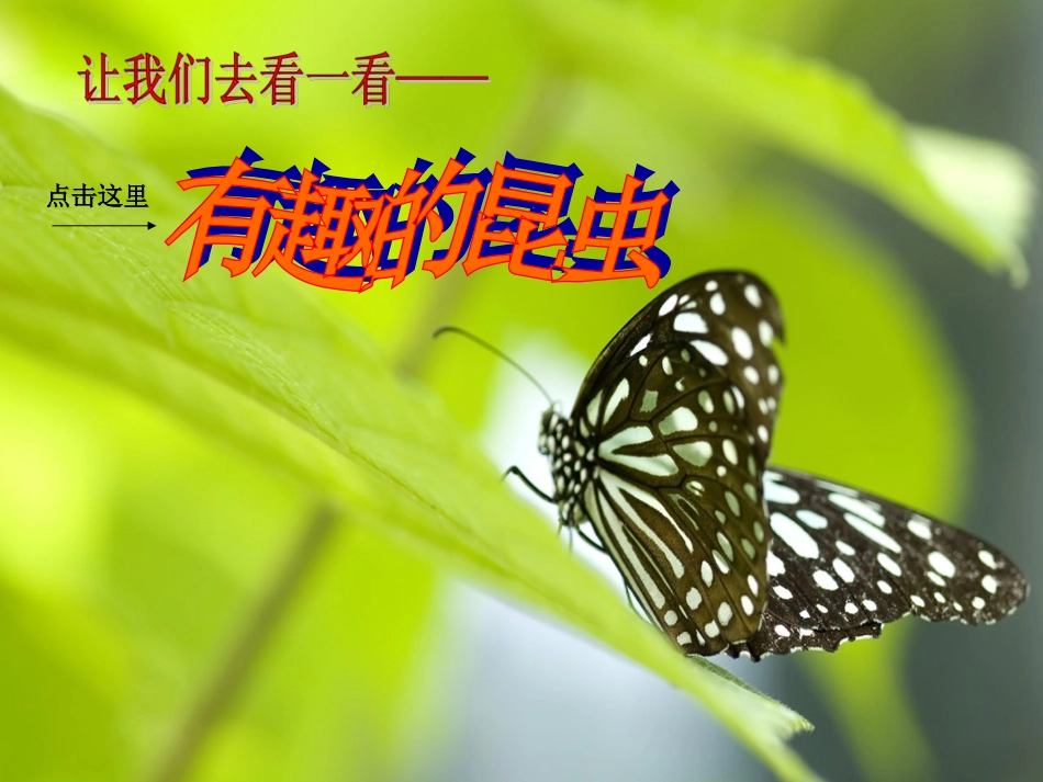 第一课我和昆虫_第2页