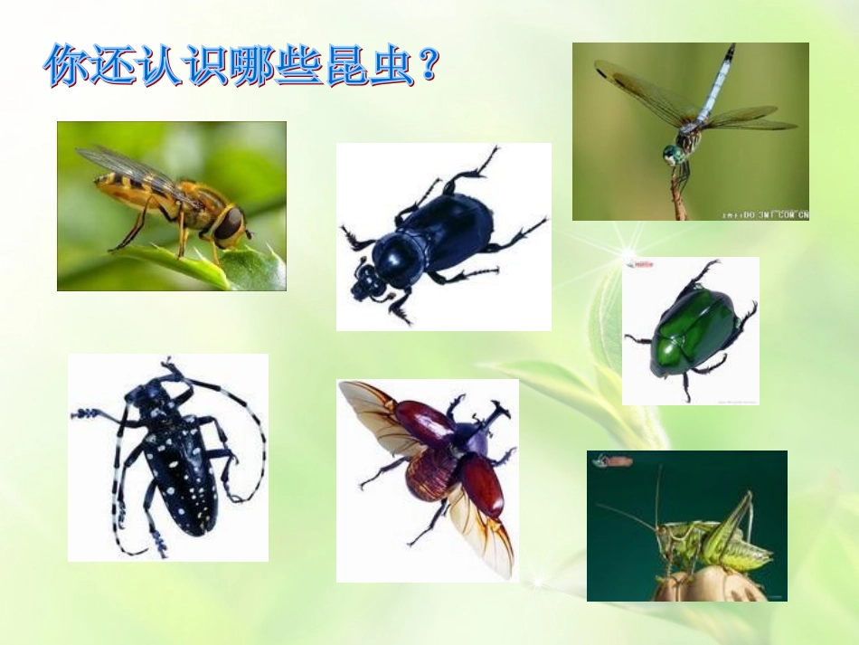 第一课我和昆虫_第3页