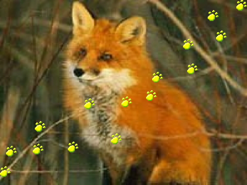 24金色的脚印 (3)_第1页