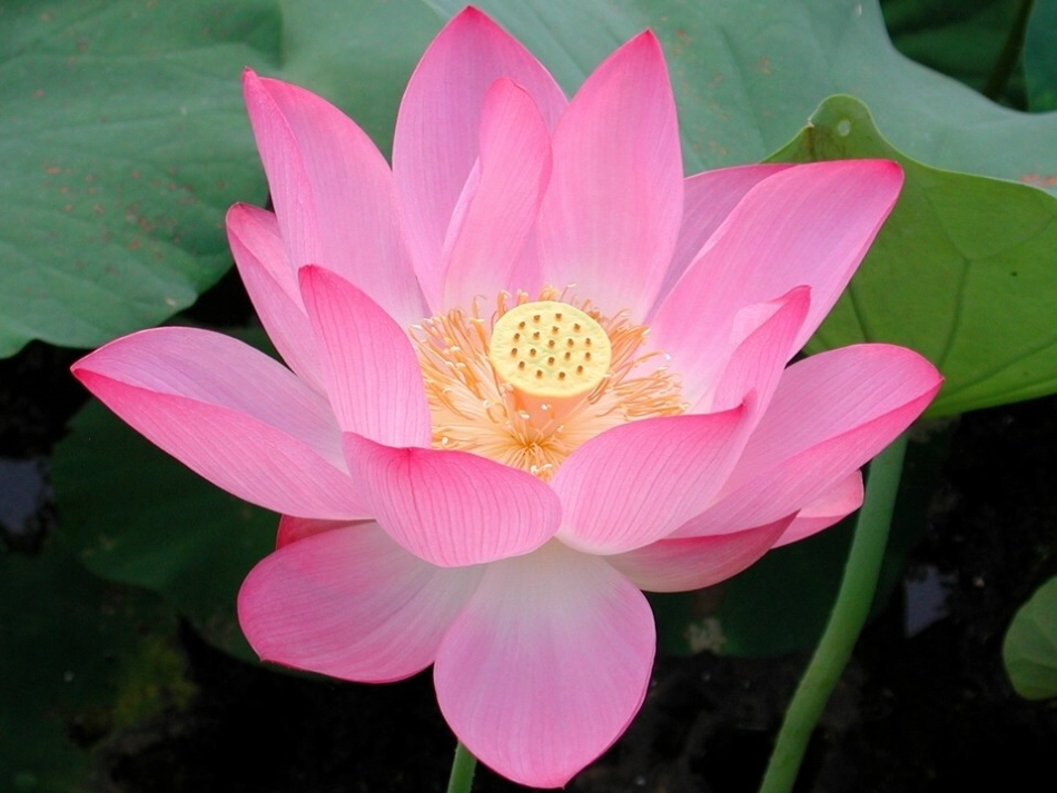 3《荷花》 (2)_第2页