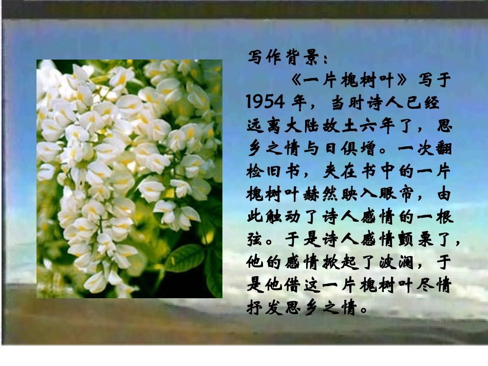 一片槐树叶课件_第3页