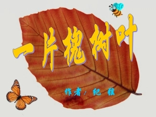 一片槐树叶课件