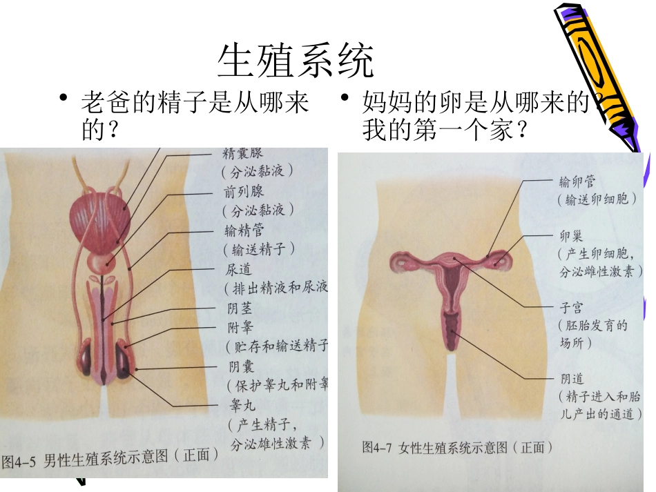 人的生殖自学篇_第3页