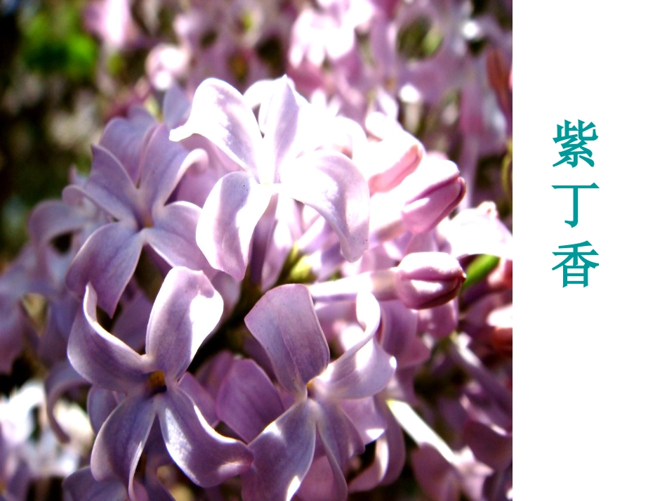 5窗前一株紫丁香_第1页
