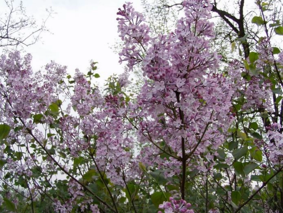 5窗前一株紫丁香_第2页