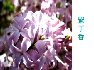 5窗前一株紫丁香