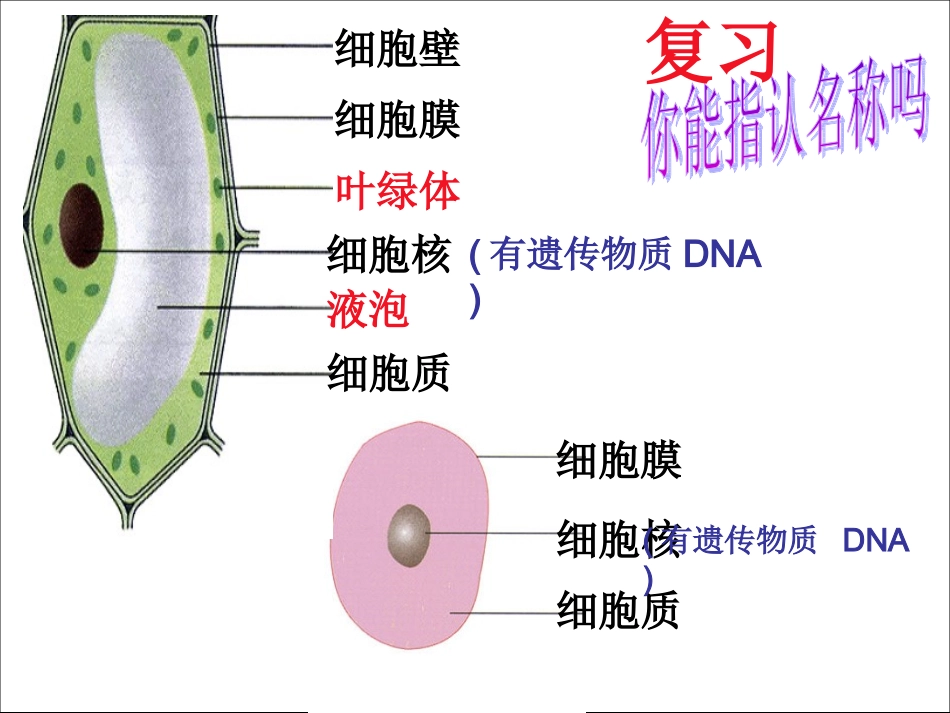 细菌PPT课件_第1页