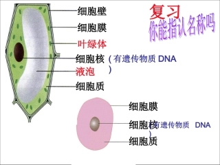 细菌PPT课件