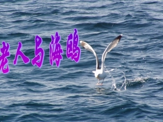 21老人与海鸥课件 (2)