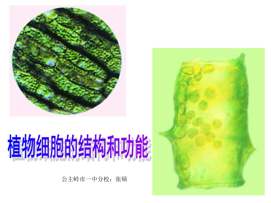 植物细胞结构_第1页