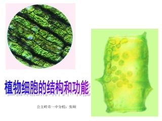 植物细胞结构