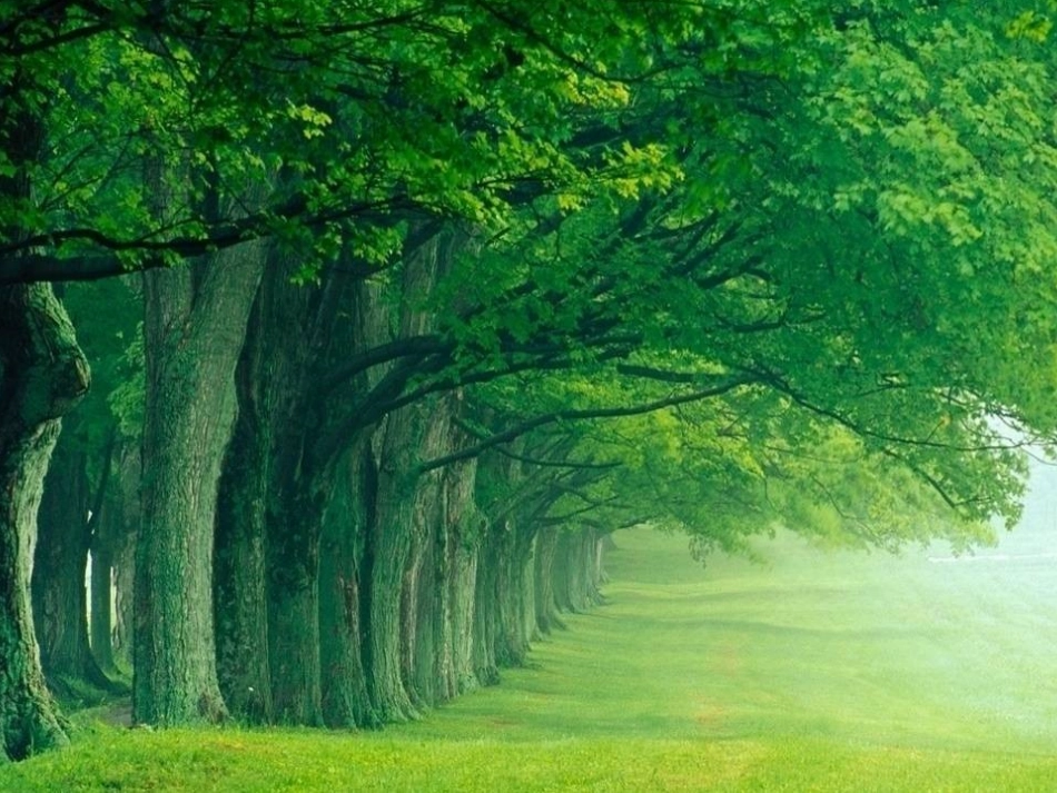 绿色呼唤（王金绒）_第2页