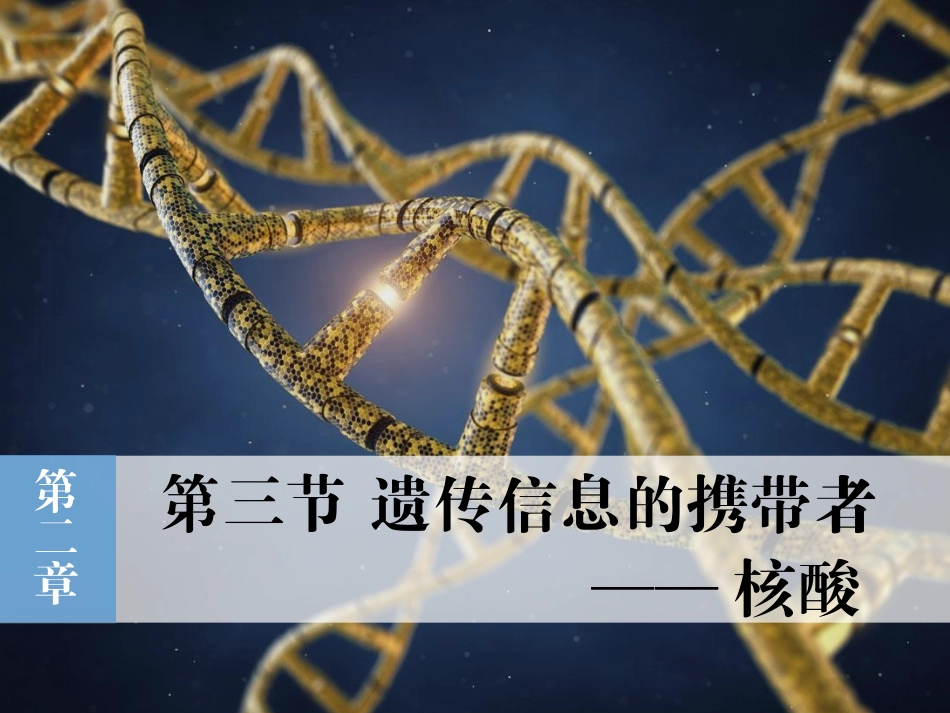 23遗传信息的携带者——核酸_第2页