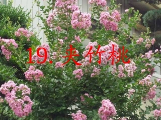 19夹竹桃（2）