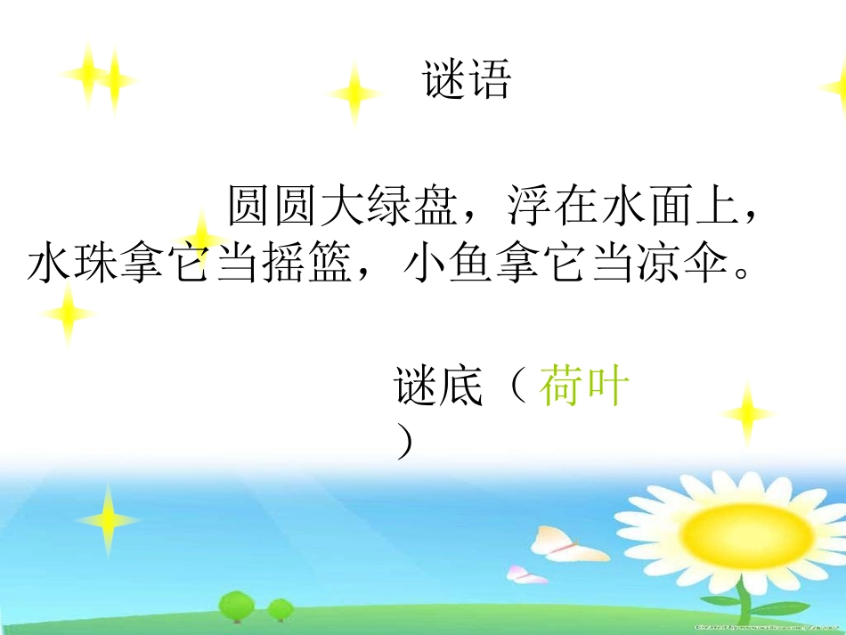 荷叶圆圆课件_第2页