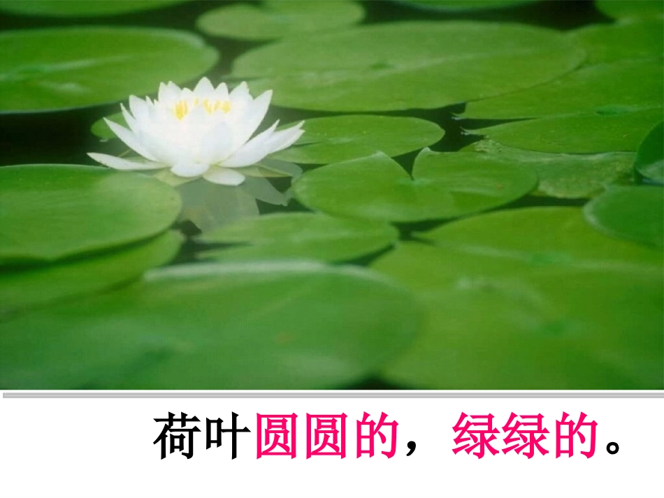 荷叶圆圆课件_第3页