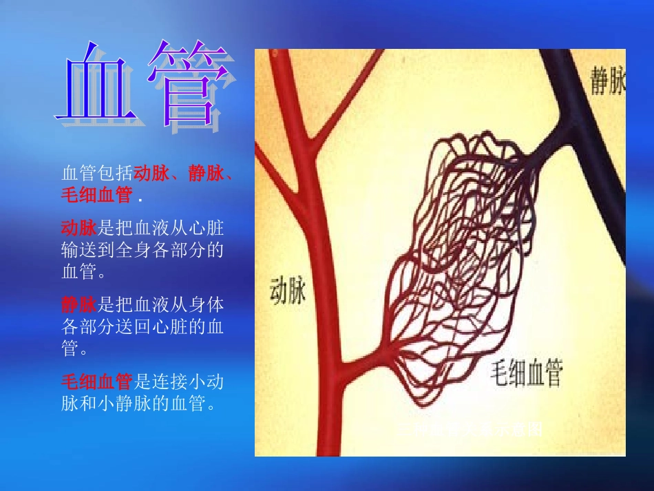 血液循环 (2)_第3页