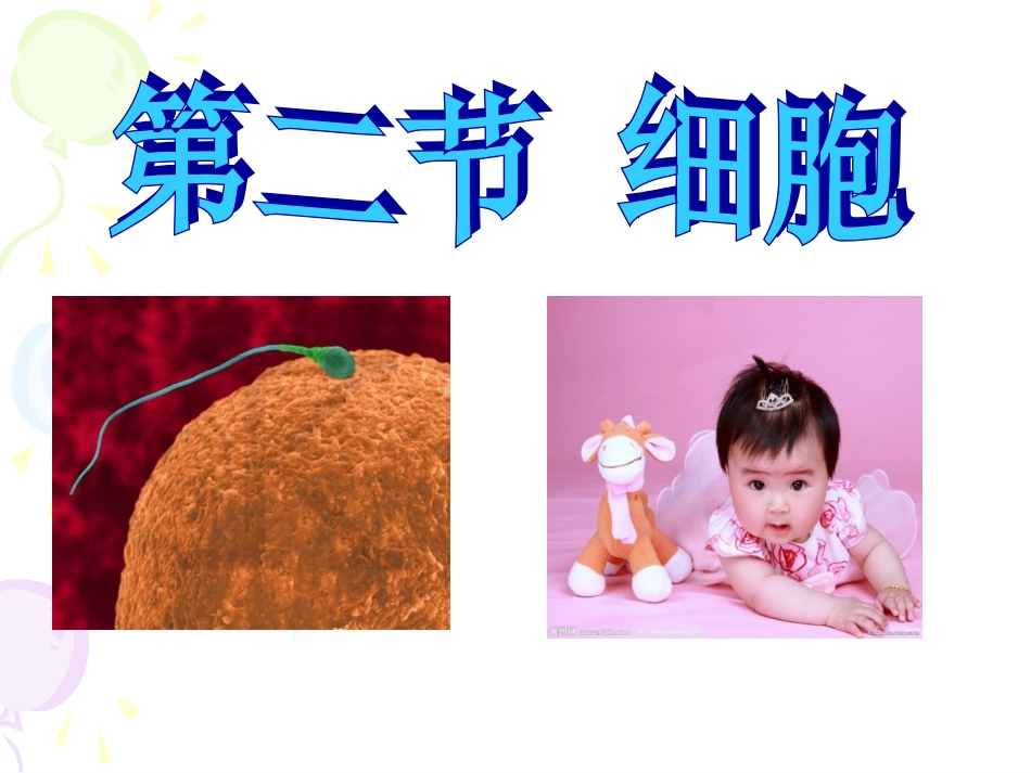 21细胞（第一课时）王_第2页