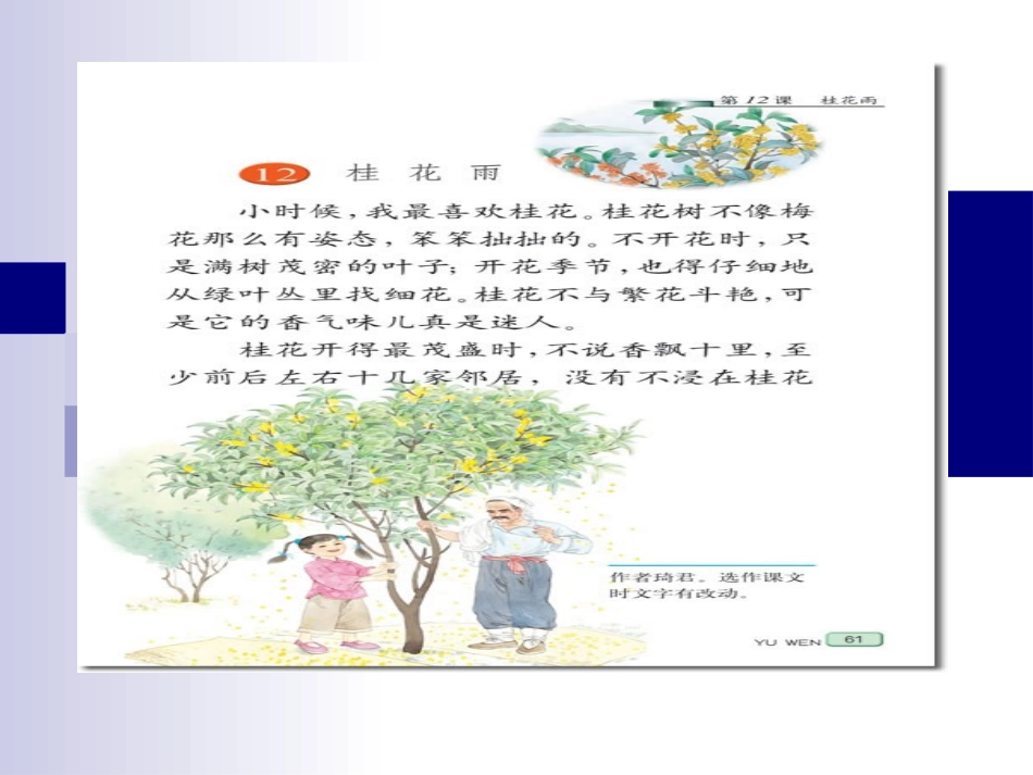 桂花雨 (2)_第1页