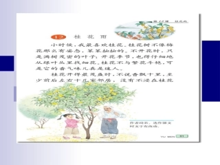 桂花雨 (2)