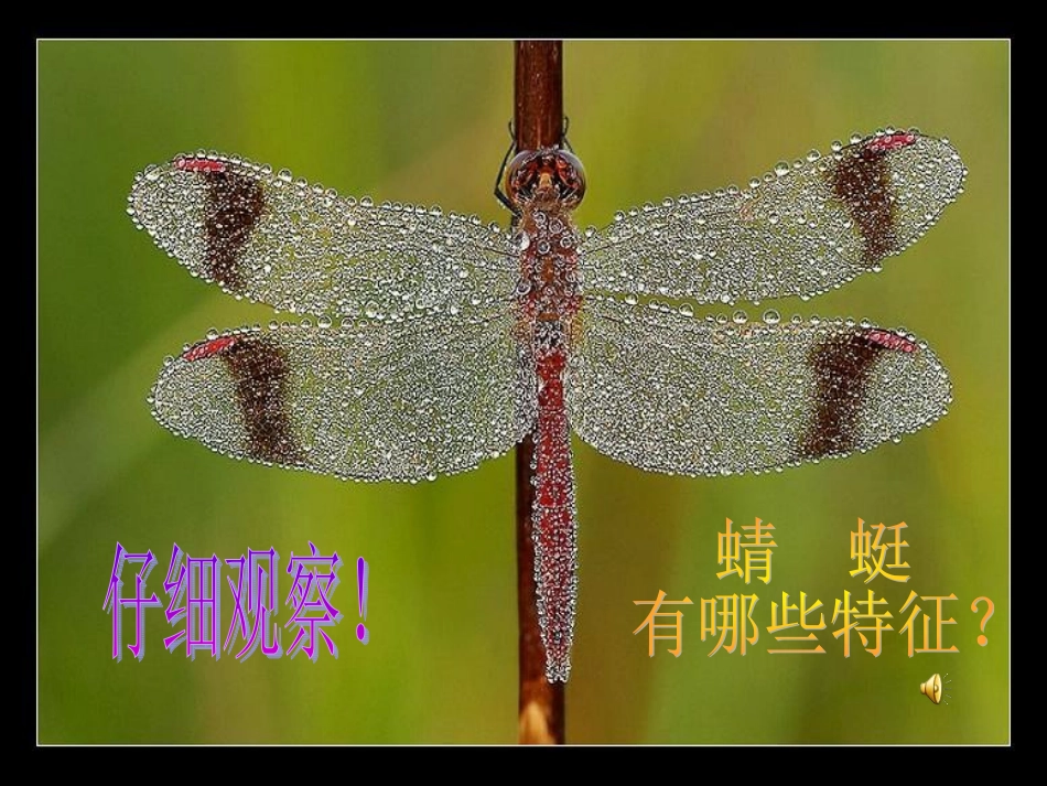 蜻蜓飞飞郭东旭_第3页