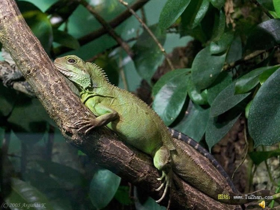 变色龙完成稿_第1页