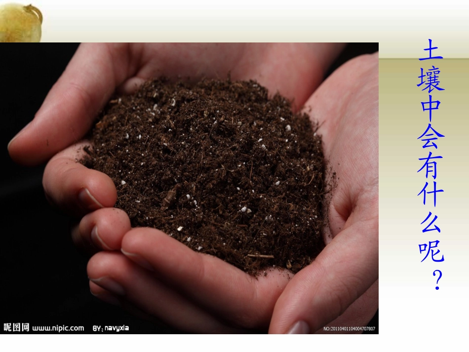 34土壤中有什么？_第3页