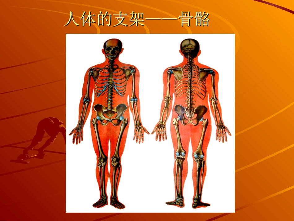 第1节人体的支持_第2页